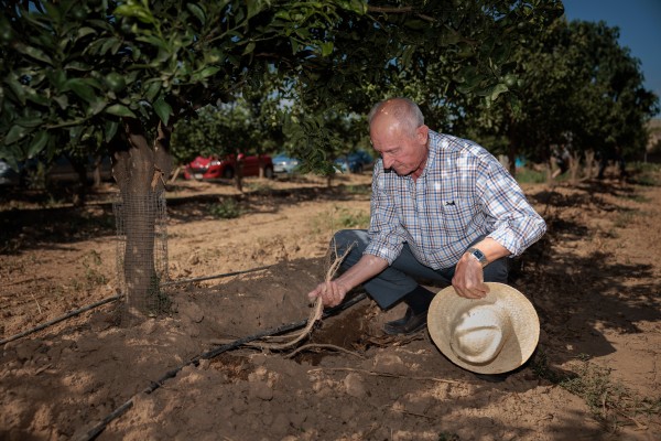 Los daños de los jabalíes en el campo valenciano superarán los 40 millones este año