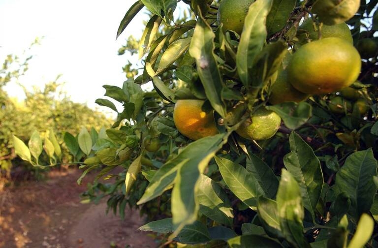 10 millones de kilos y 5,7 millones de euros: agricultores de Nules denuncian problemas de riego