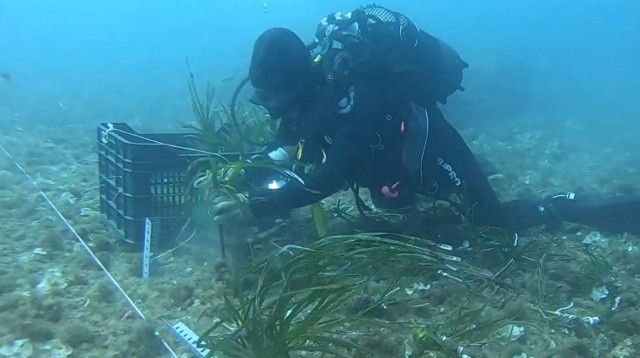El proyecto de reforestación de posidonia oceánica del Puerto de Cartagena, candidato a los Premios de Sostenibilidad 2023  