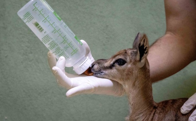 Bioparc Valencia salva “in extremis” una cría de gacela en peligro de extinción