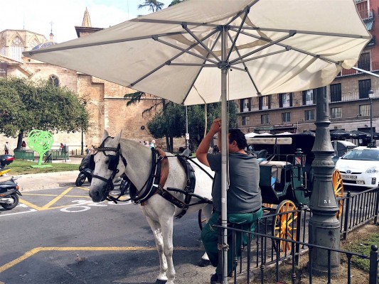 Los coches de caballos ya no son para las ciudades: el debate alcanza a Valencia