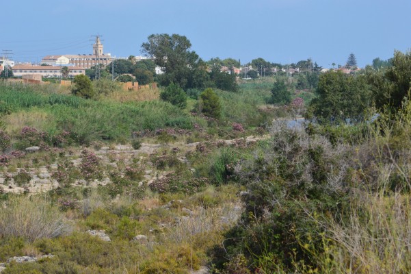 La desembocadura del Millars es converteix en un jardí fluvial amb la floració del baladre