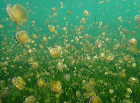 Las medusas ya habían evolucionado hace 500 millones de años
