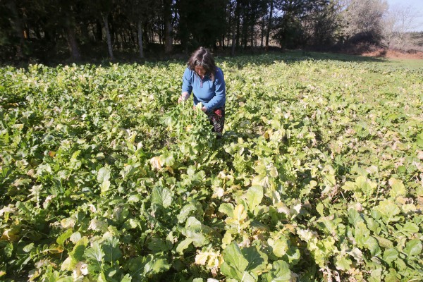 La brecha salarial se mantiene en el campo, ¿es cuestión de fuerza o de desigualdad?