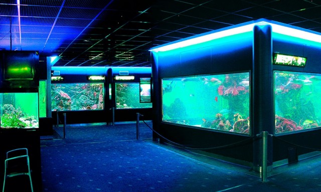 Santa Pola reabre el Aquarium Municipal tras su renovación
