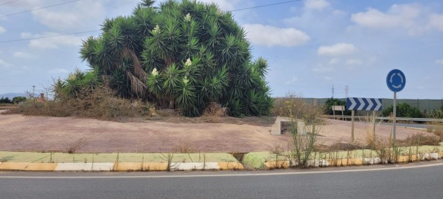 El Ayuntamiento de Cartagena reclama al Gobierno regional un 'plan de choque' para la limpieza de las rotondas de acceso