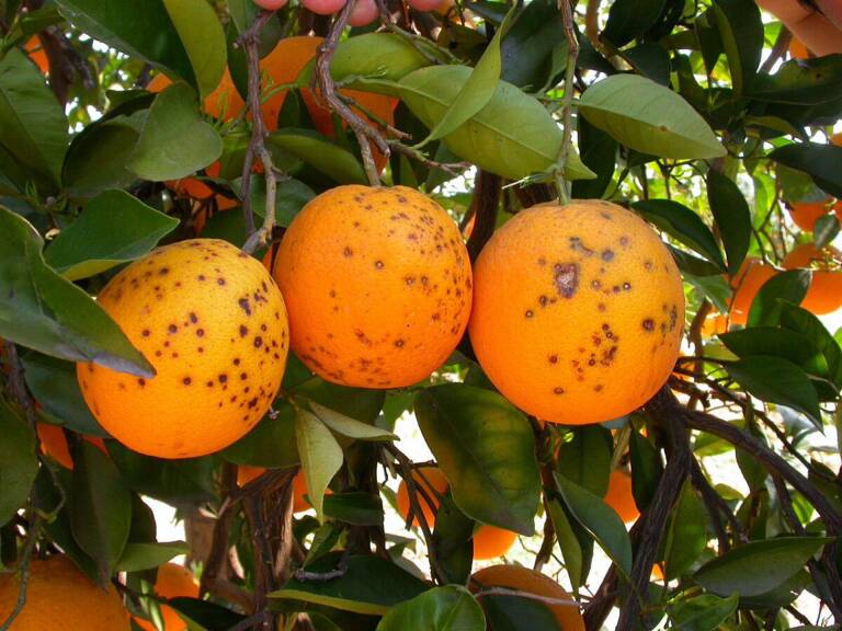 AVA-ASAJA alerta de la entrada de pomelos contaminados con una materia prohibida en la UE
