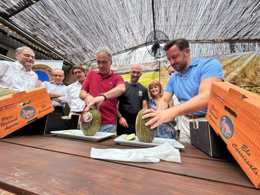 La producción del melón de carrizales cae a más de la mitad en Elche por el calor y la falta de agua 