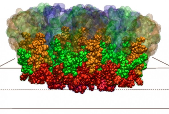 Un análisis virtual del virus del dengue realizado en la UMH encuentra una posible diana terapéutica para evitar la infección