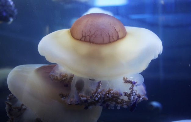 Las medusas de la orilla aún pueden picar