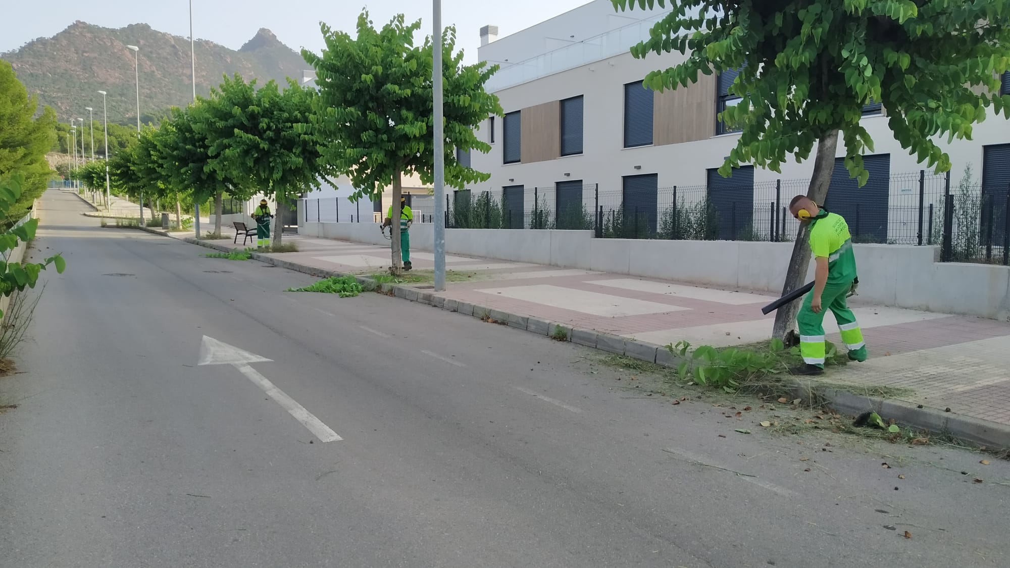 Benicàssim lucha por controlar el mosquito tigre con más de 1.500 labores de desbroce