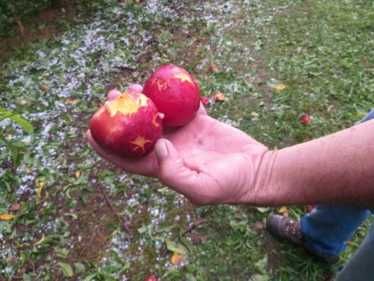 Agroseguro ha pagado ya casi 18 millones de euros a los fruticultores murcianos en lo que va de 2023
