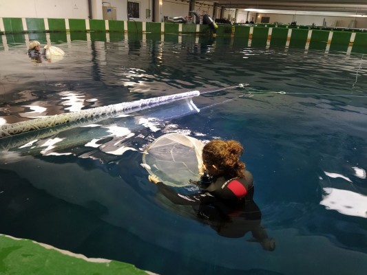 El Centro Oceanográfico de la Región logra la reproducción del 'atún rojo Atlántico' en tierra
