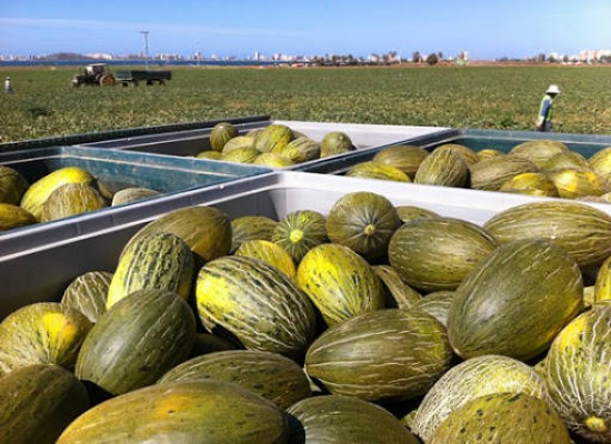 El melón murciano afronta una de sus 