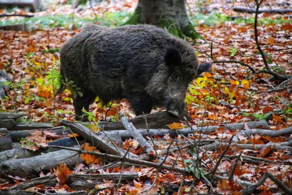 AVA-Asaja denuncia que el 70% de los campos de Picassent están afectados por fauna salvaje

