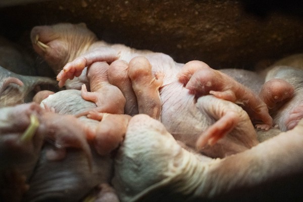 Nace una nueva camada de ratas topo en Bioparc Valencia