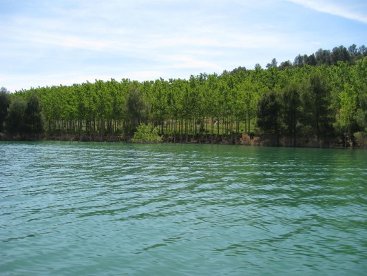 La CHS repoblará 120 hectáreas de terrenos forestales en los embalses de La Fuensanta, Cenajo y Camarillas