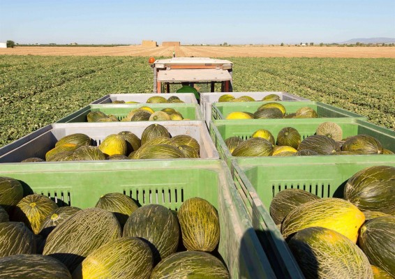Productores de melón y sandía perderán 44 millones por reducción de cosecha, según La Unió