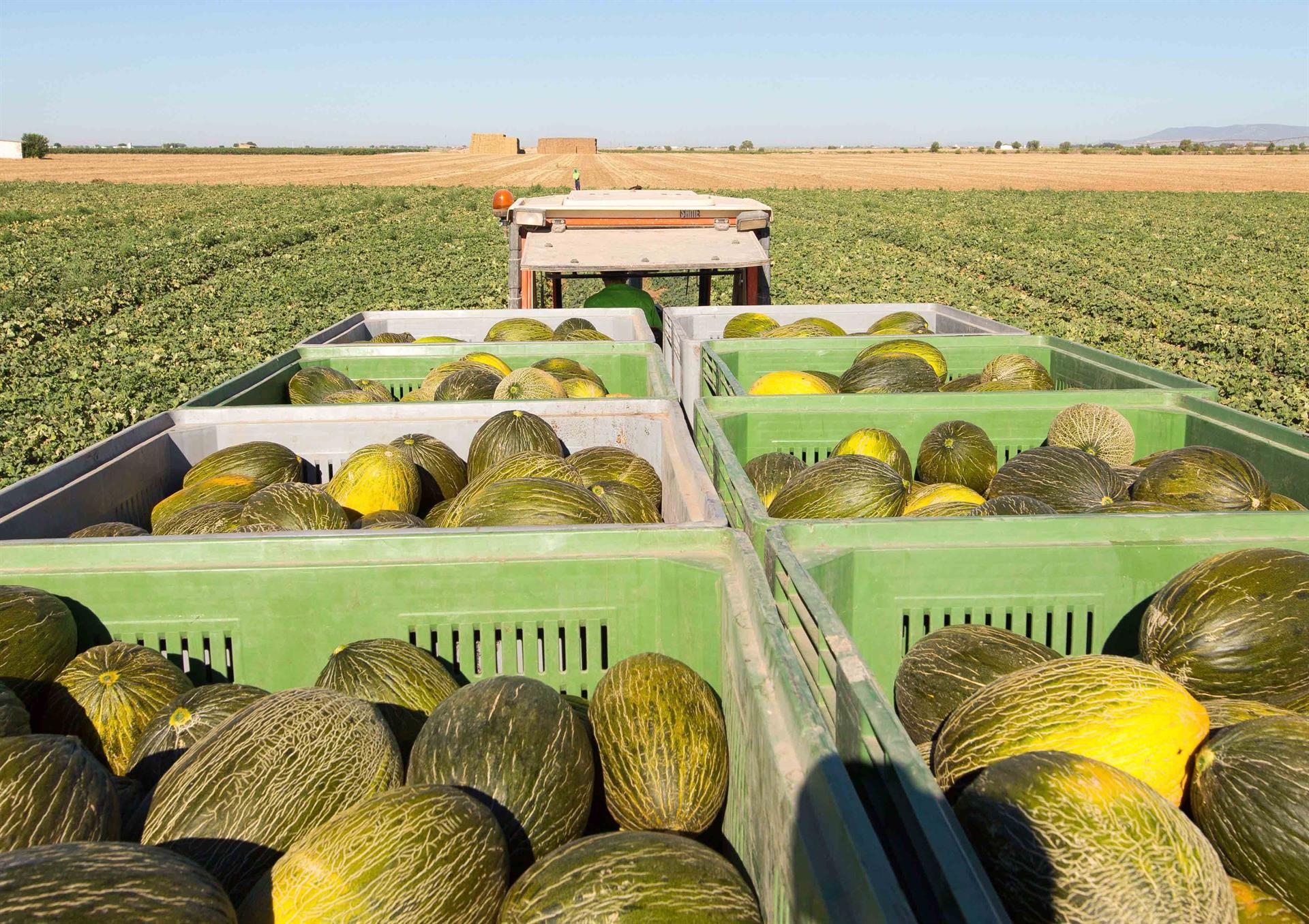 Productores de melón y sandía esperan pérdidas de 44 millones por la reducción de cosecha, según La Unió