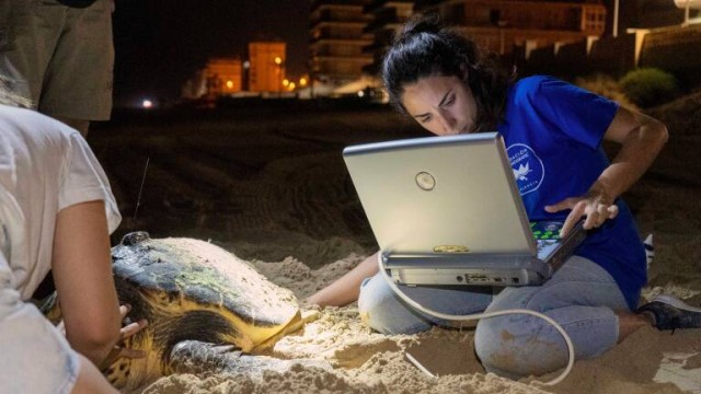 Una tortuga desova 100 huevos en Santa Pola, en el séptimo nido del año en la Comunitat
