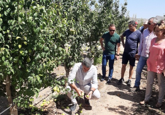 El reventón térmico en Jumilla y Yecla se lleva por delante el 82% del cultivo de pera y causa pérdidas de 8 millones
