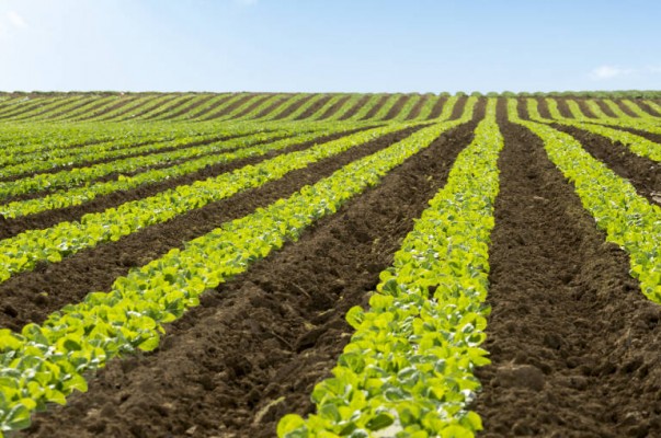 Florette se asienta en la Región: la delegación murciana absorbe dos de sus filiales