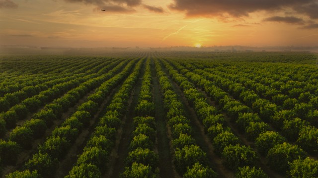 La murciana AM Fresh apunta a los 3.000 millones en 2028 al encarrilar la compra de la americana IFG