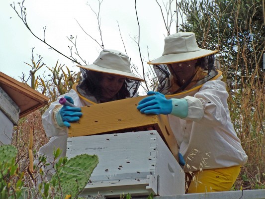 Investigadoras de la UMU analizan el origen del virus que más influye en la desaparición de la abeja de la miel

