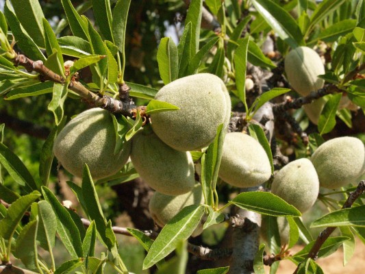 Castellón duplica la producción de almendra y superará las 2.500 toneladas esta campaña