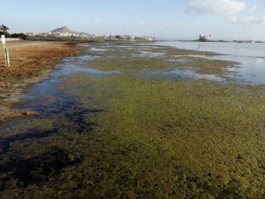 Las cartageneras Trecarsa y Apideco protegerán al Mar Menor contra la proliferación de algas