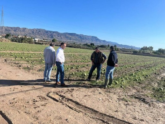 La producción de sandía en Lorca caerá un 65% por los daños que causó el granizo en mayo
