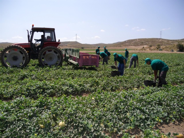 Proexport se pone en guardia ante la alerta de  golpes de calor en los trabajadores del campo 