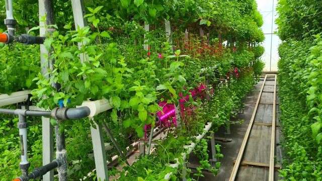Cajamar estudia en su Centro de Experiencias cómo mejorar la producción y la sostenibilidad del campo