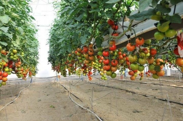 Un fondo agrícola vinculado a Harvard compra las murcianas Amaco y Natveg