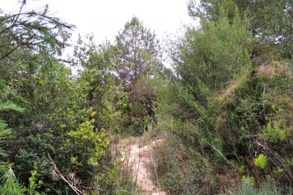 Torrent inicia la regeneración del sendero del Reg Mil·lenari