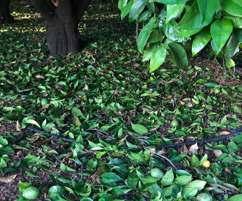 Los agricultores piden ayudas tras el granizo, pero difieren en la superficie perjudicada 