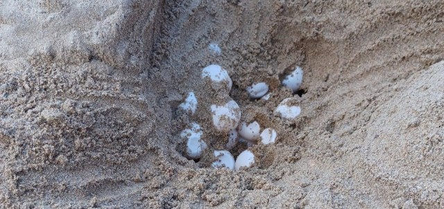Una tortuga boba nidifica en Isla Plana tras 3 años de intentos fallidos de la especie en la costa murciana
