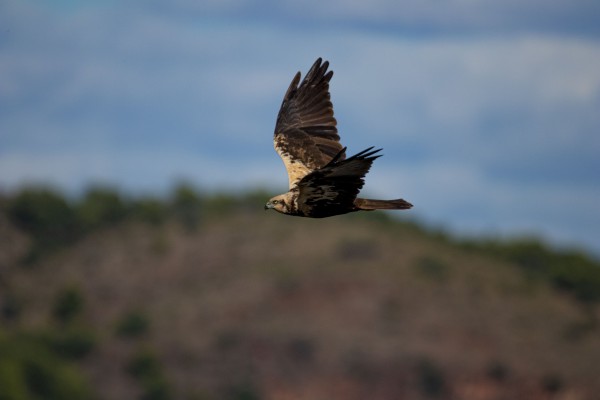 El aguilucho lagunero nidifica de nuevo en el Pou de Nules