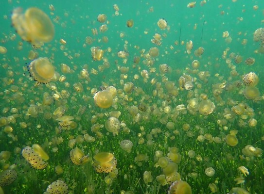Medusas en el Mar Menor