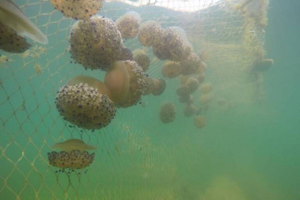 Científicos y ecologistas critican las redes en el Mar Menor para combatir la proliferación de medusas 