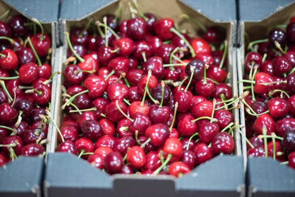 El Consell convoca ayudas de 1,77 millones para paliar la falta de producción de la cereza
