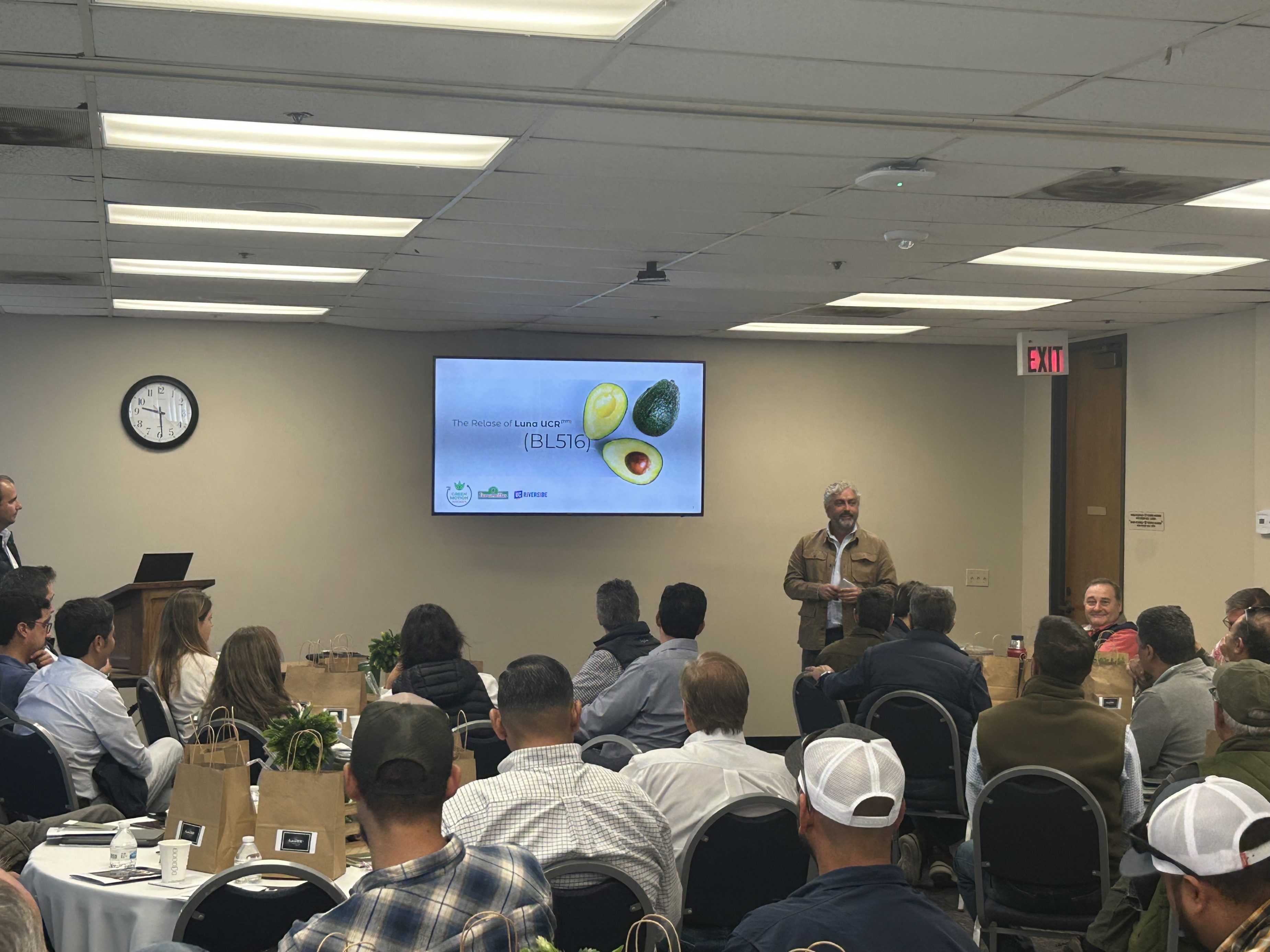 Luna ucr, la nueva variedad de aguacate para multiplicar la rentabilidad de Hass
