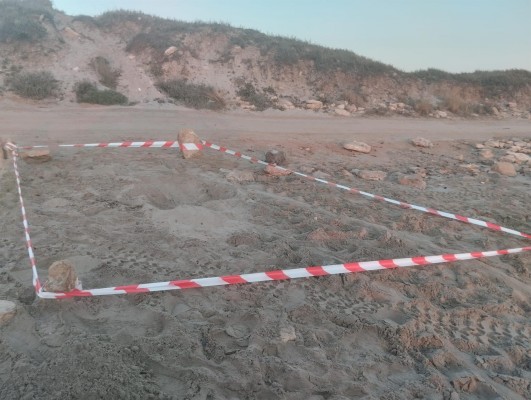 Detectan intentos de anidación de tortuga boba en la playa cartagenera de las Amoladeras