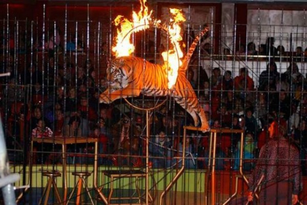 Piden en Elche prohibir el uso de animales en ferias y espectáculos si hay maltrato