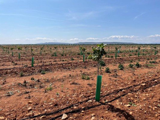 Atitlan acelera en 'agro': invierte 110 millones para ampliar su negocio de pistachos y saltar al aguacate