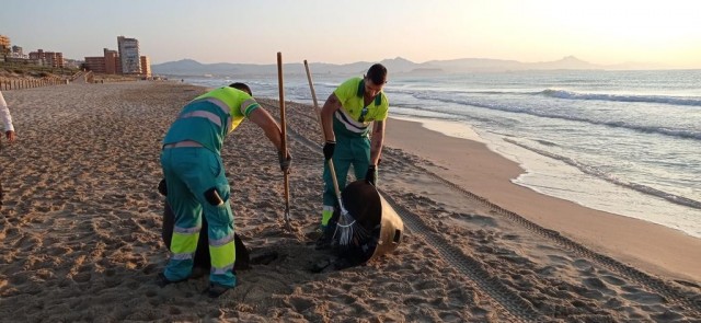 El servicio de limpieza de Elche recoge 5 toneladas de residuos en las playas tras la noche de San Juan