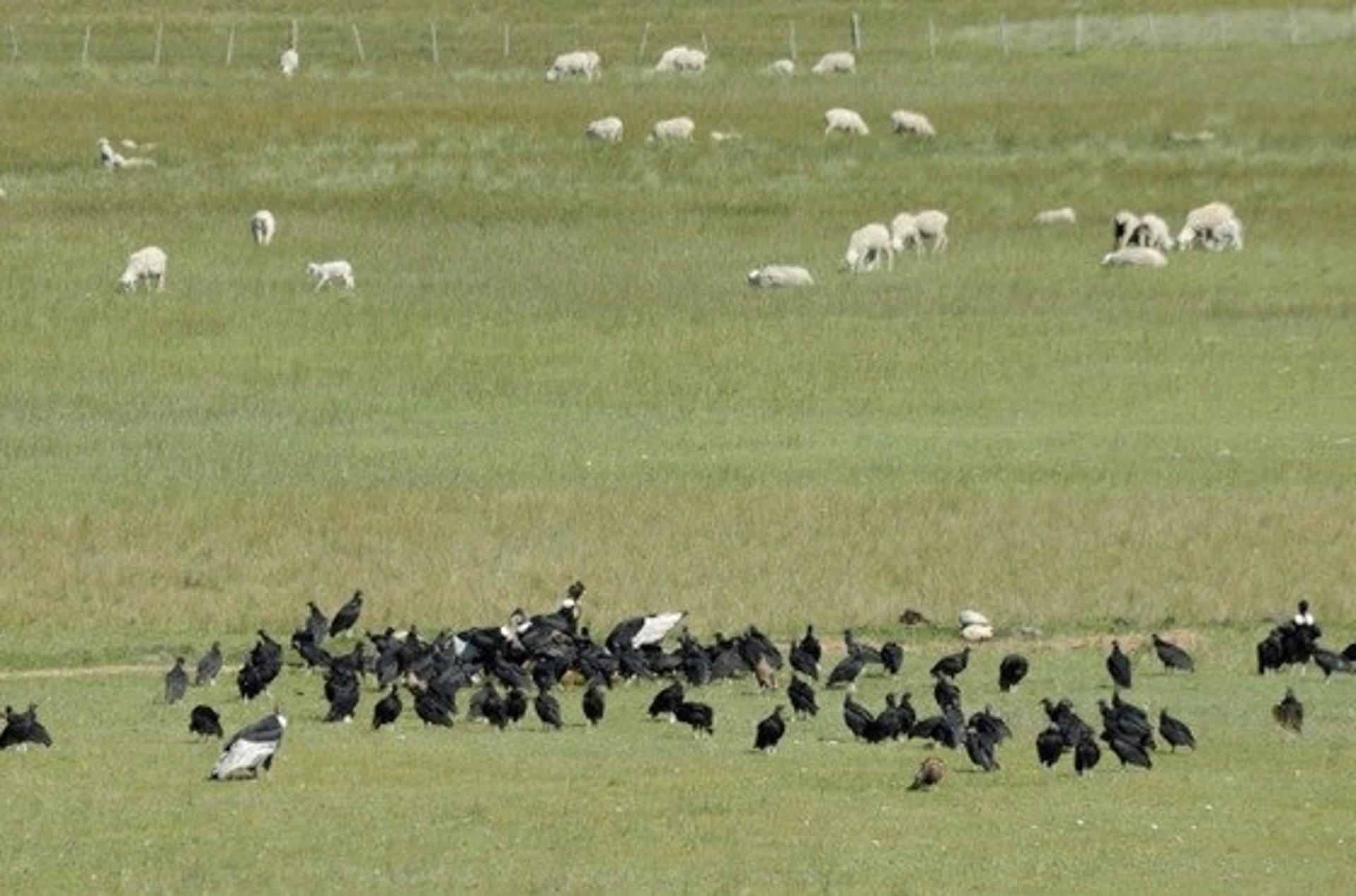 La pérdida de la trashumancia afecta negativamente a las comunidades de buitres