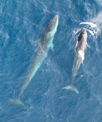 Avistan una quincena de ballenas frente a las costas de Dénia