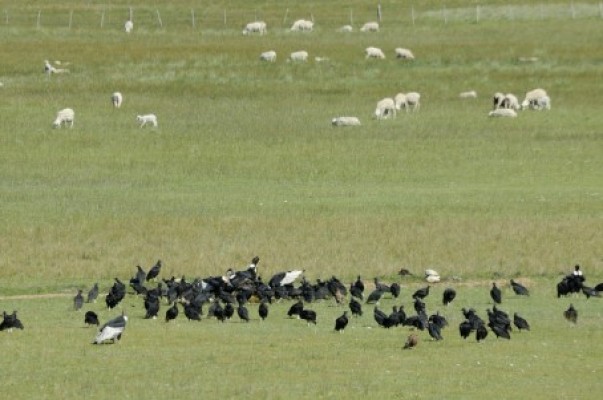 La pérdida de la trashumancia afecta negativamente a las comunidades de buitres
