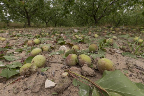 Los agricultores de la Región perdieron más de 100 millones por las lluvias torrenciales